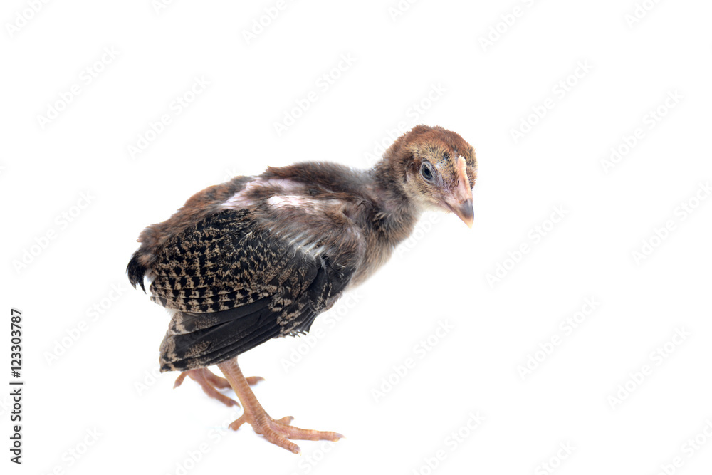 Little chicken fight isolated on white background. Little chicken fight isolated on white background.