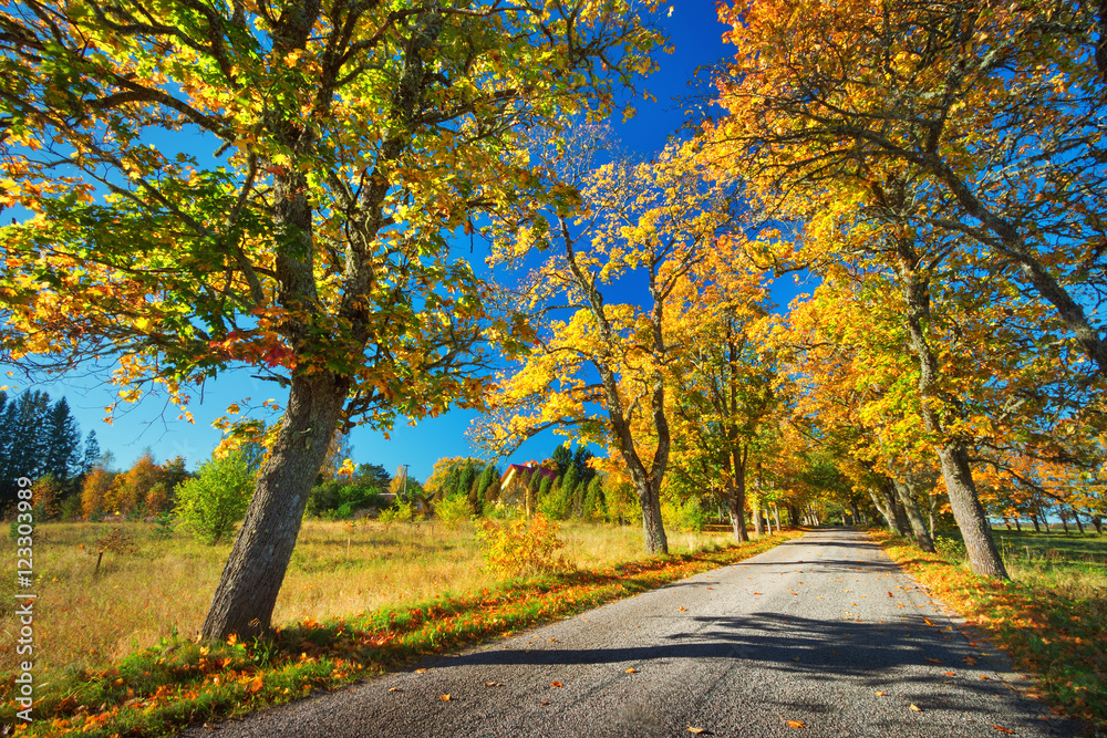 asphalt road with beautiful trees on the sides in autumn asphalt road with beautiful trees on the sides in autumn