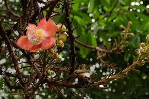 CANNON BALL FLOWER ON THE BRANCH
Big pink cannon ball flower hanging hanging on the brown branches with thorn. photo