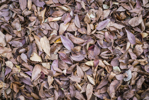 Autumn leaves © jannoon028