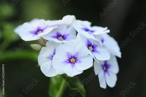 White and purple Verbena flowers