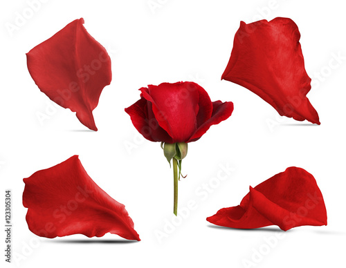 Roses set with petals and thorn. Isolated white background