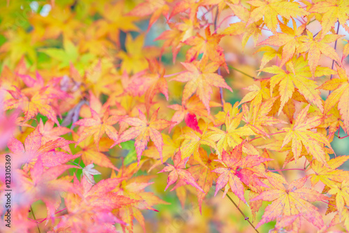 Beautiful Colorful Autumn Leaves