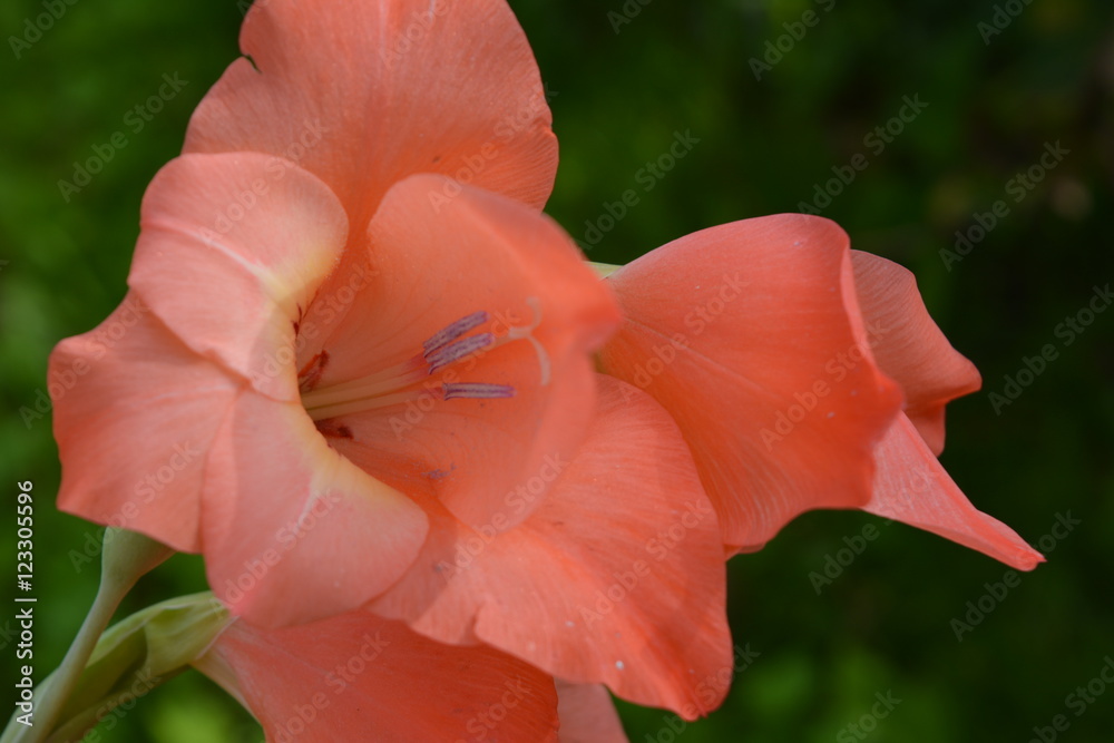 Fototapeta premium beautiful luxury delicate flower pink gladiolus