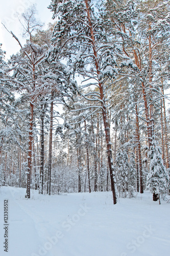 Fototapeta Naklejka Na Ścianę i Meble -  Winter Pine Forest