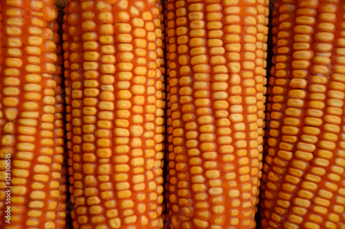 Ripe corn