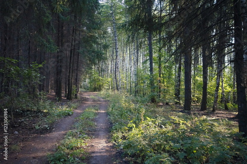 Photo of the road among the trees in a sunny summer day