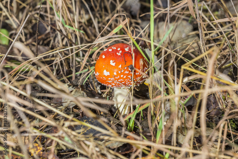 Close-up of one red mushroom among green grass in the autumn forest. Amanita muscaria, known as fly agaric or , is a beautiful but poisonous and psychoactive basidiomycete fungus. Close-up of one red mushroom among green grass in the autumn forest. Amanita muscaria, known as fly agaric or , is a beautiful but poisonous and psychoactive basidiomycete fungus.