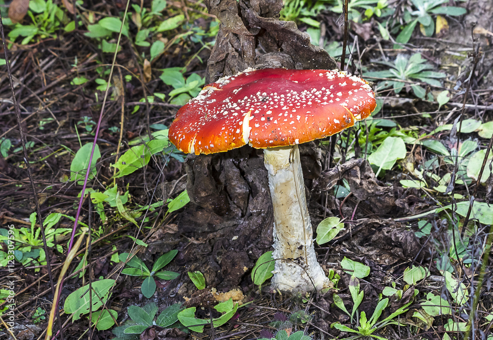 Close-up of one red mushroom among green grass in the autumn forest. Amanita muscaria, known as fly agaric or  , is a beautiful but poisonous  and psychoactive basidiomycete fungus.