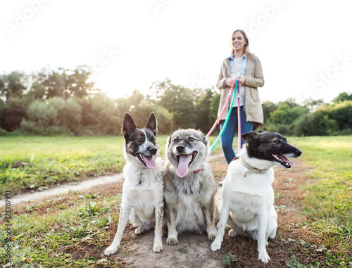 Photography Beautiful pregnant woman with dogs in green sunny nature