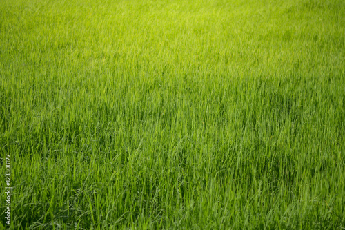 Rice field. Green paddy field.