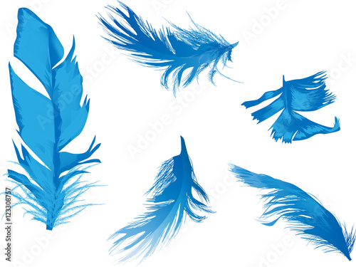 five blue feathers isolated on white