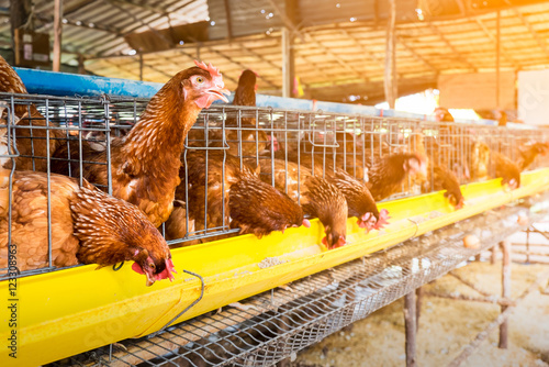 laying chicken photo