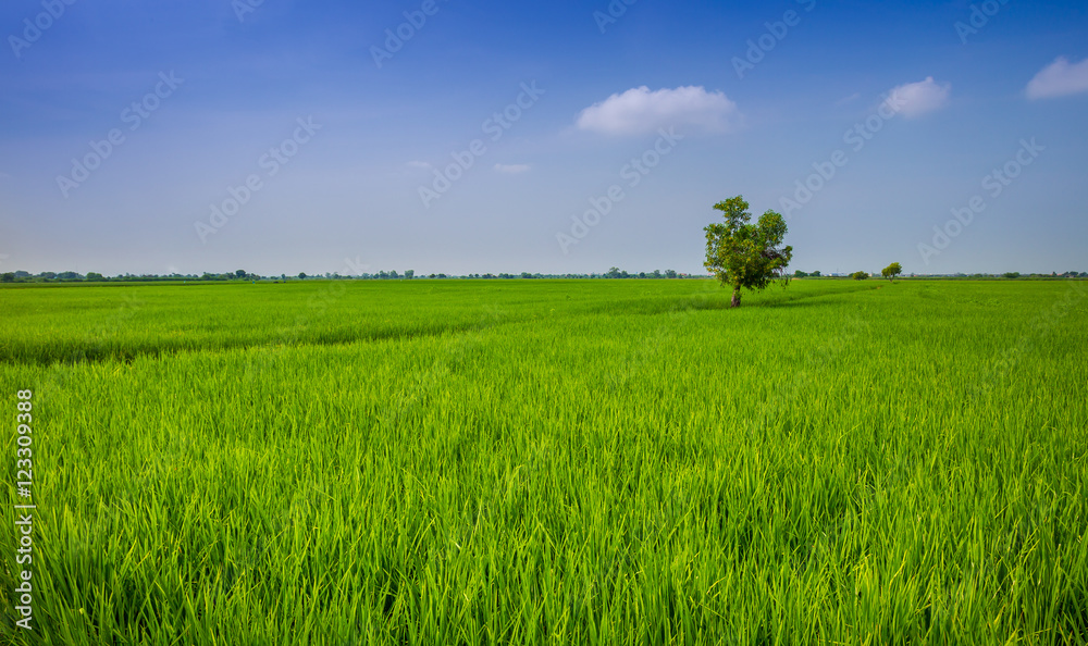 Fototapeta premium Rice field with alone tree in Thailand for background use.