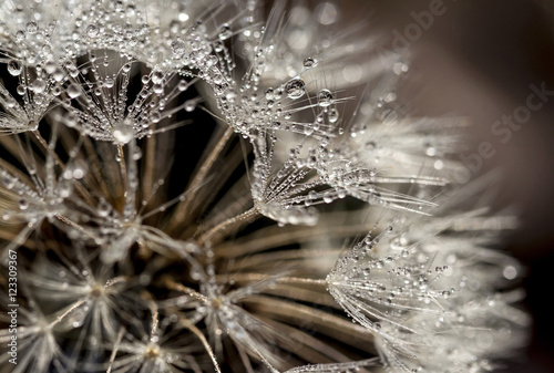 Fototapeta Naklejka Na Ścianę i Meble -  Dandelion 3