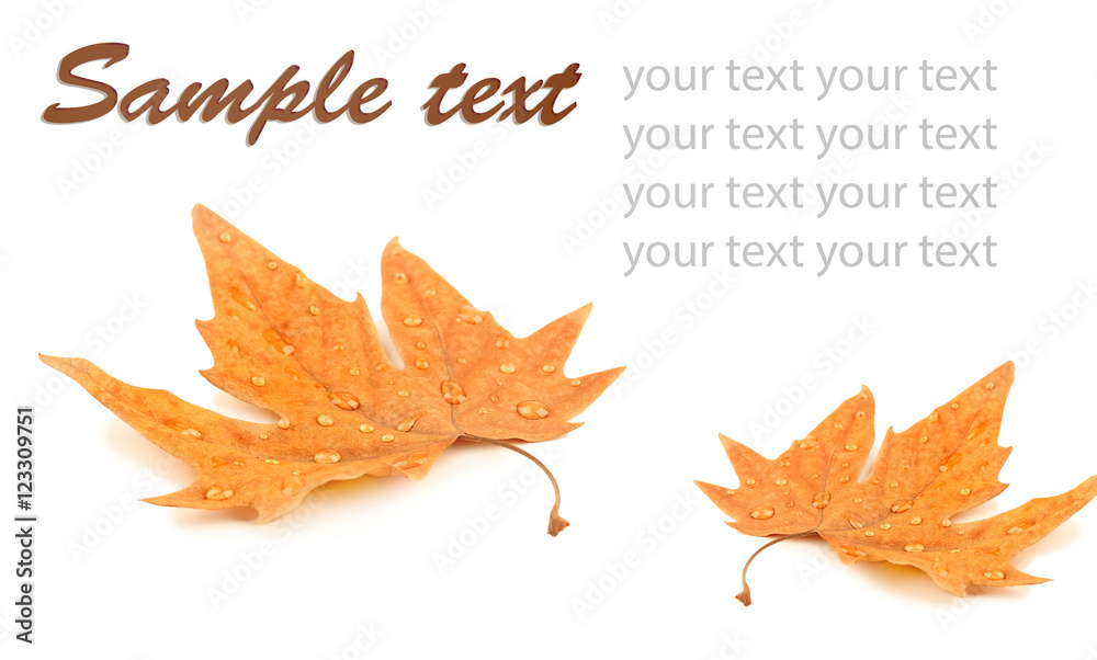 Yellow foliage on white background with space for text.