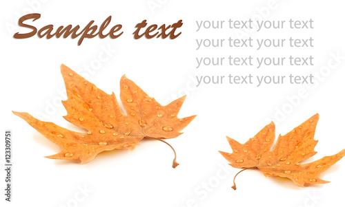 Yellow foliage on white background with space for text.