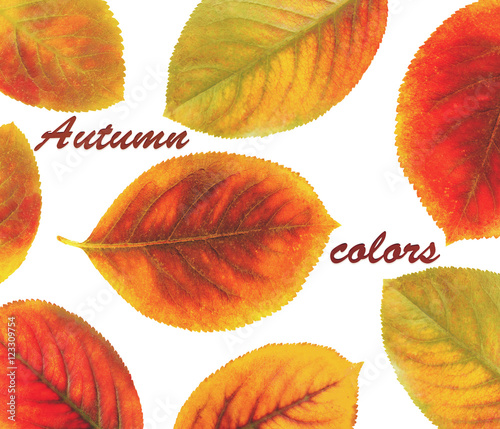 Text AUTUMN COLORS and yellow foliage on white background.