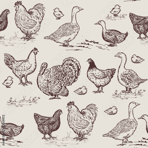 Farm birds seamless pattern. Chickens, geese, ducks, turkey
