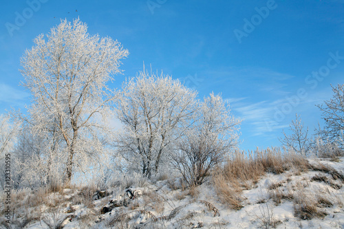 Wallpaper Mural magical frost Torontodigital.ca