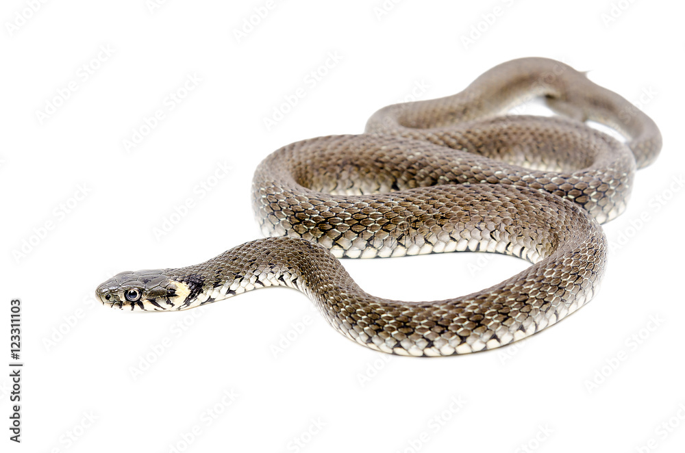 Obraz premium Pełzający wąż na białym tle