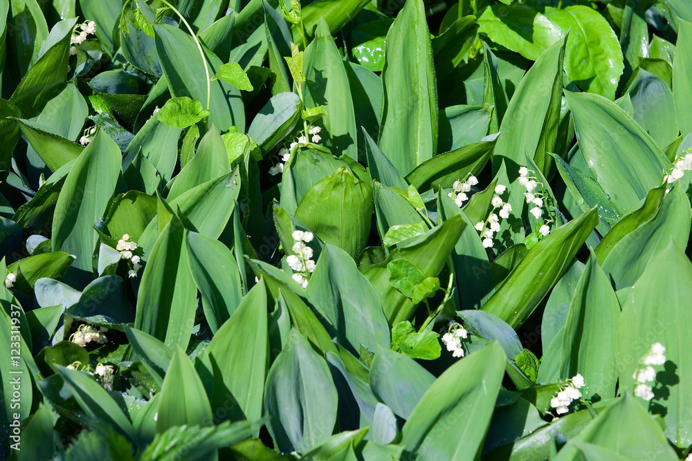 Fototapeta premium lilies in the garden