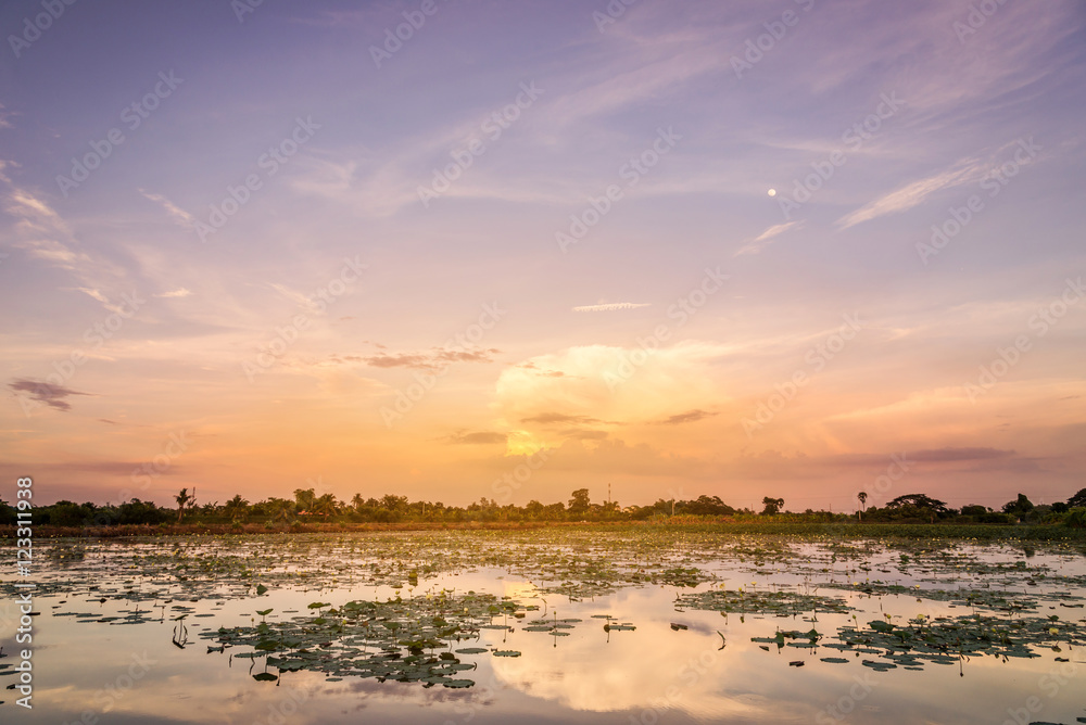 Landscape of sunset on lotus pond, white lotus pond scenery Landscape of sunset on lotus pond, white lotus pond scenery