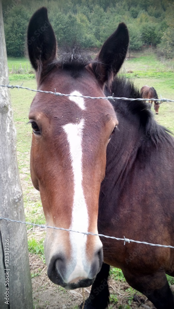 cavallo Stock Photo | Adobe Stock