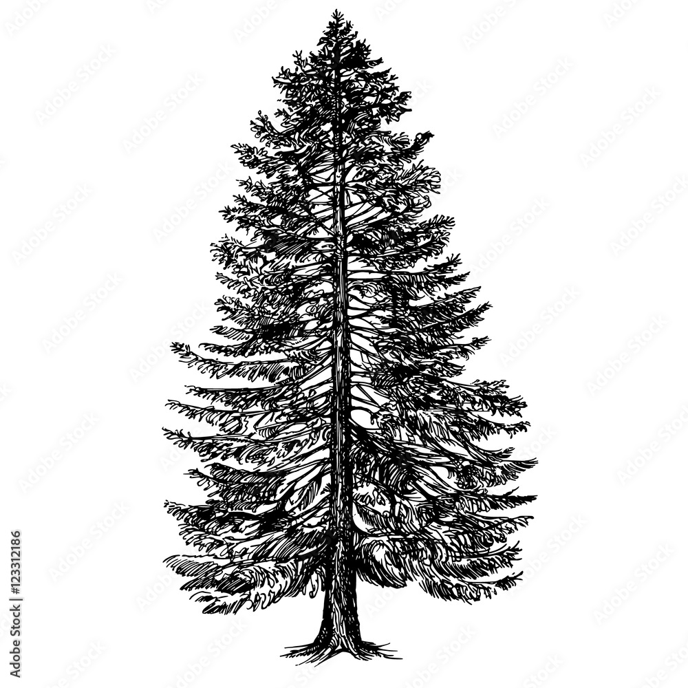 Hand drawn coniferous tree.