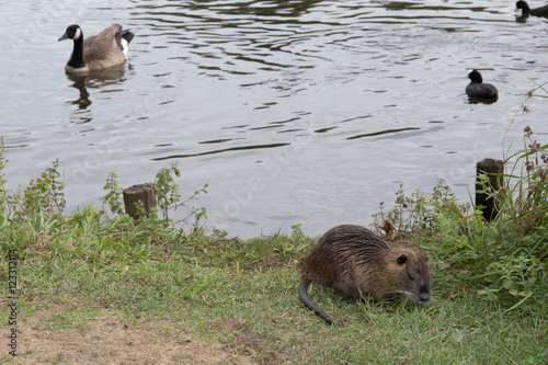 Coypu (Myocastor coypus), known as the nutria (Ragondin in french) photo