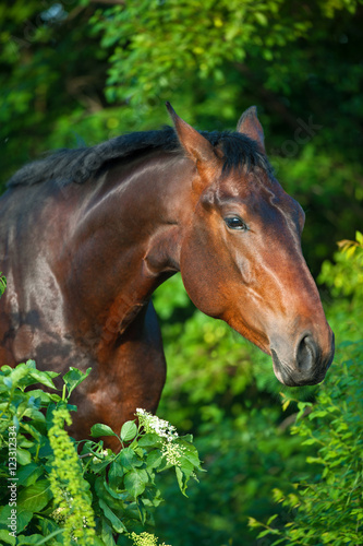 Bay horse portrait against green trees