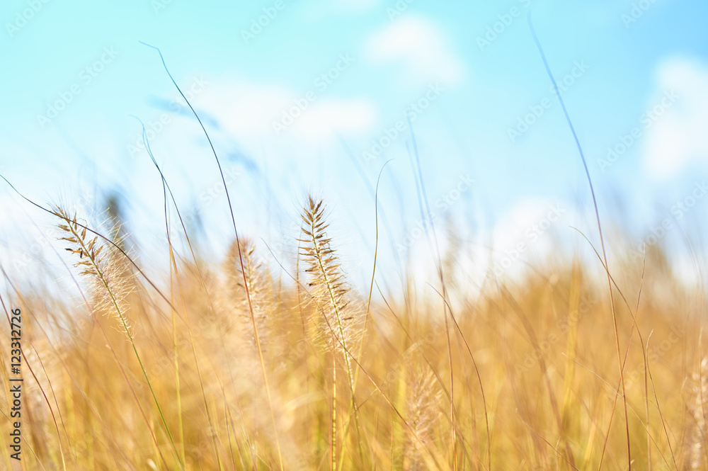 Fototapeta premium Autumn field