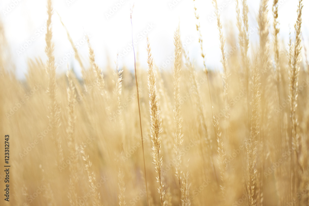Obraz premium Field in Autumn