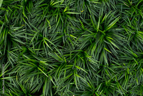 texture background of  mini mondo grass / snakes bread photo
