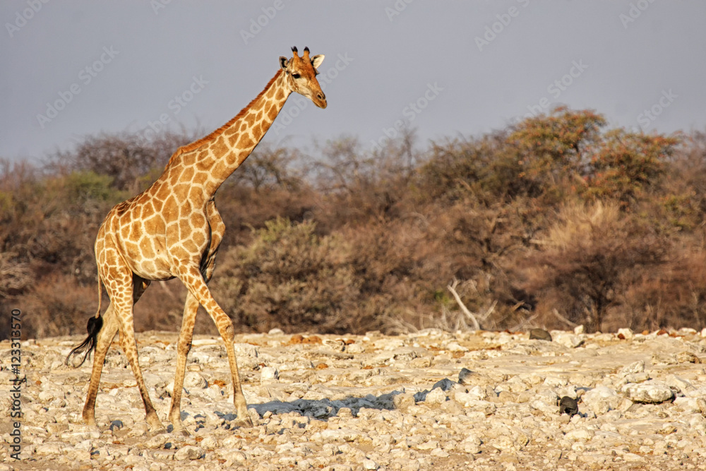 Obraz premium Giraffe am Wasserloch im Etosha-Nationalpark, Namibia