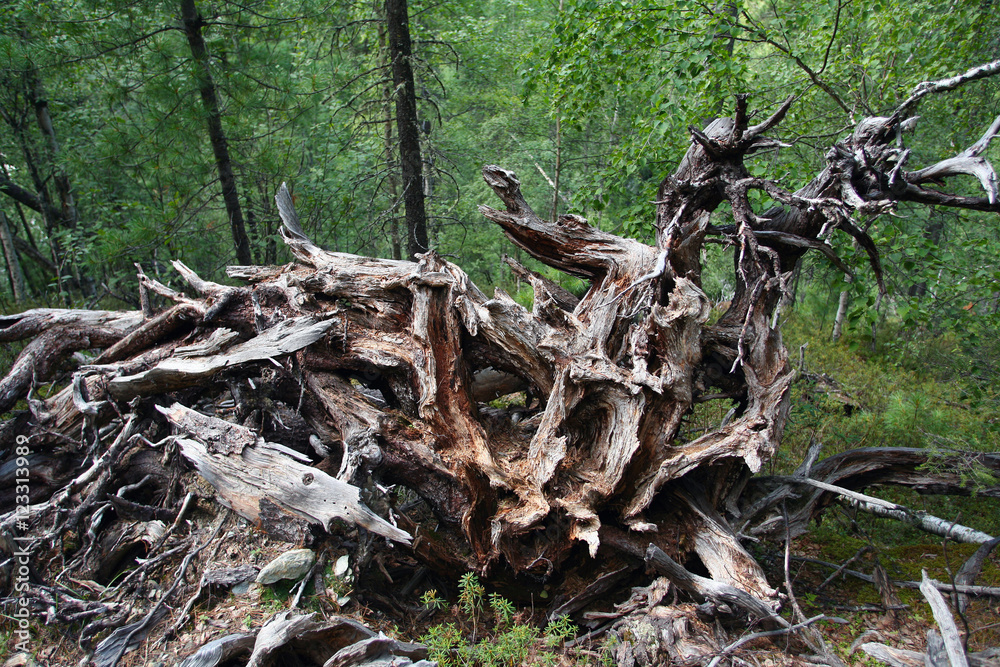 tree roots tree roots