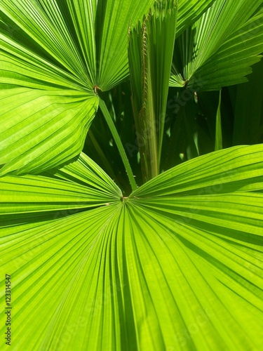 Feuilles de palme