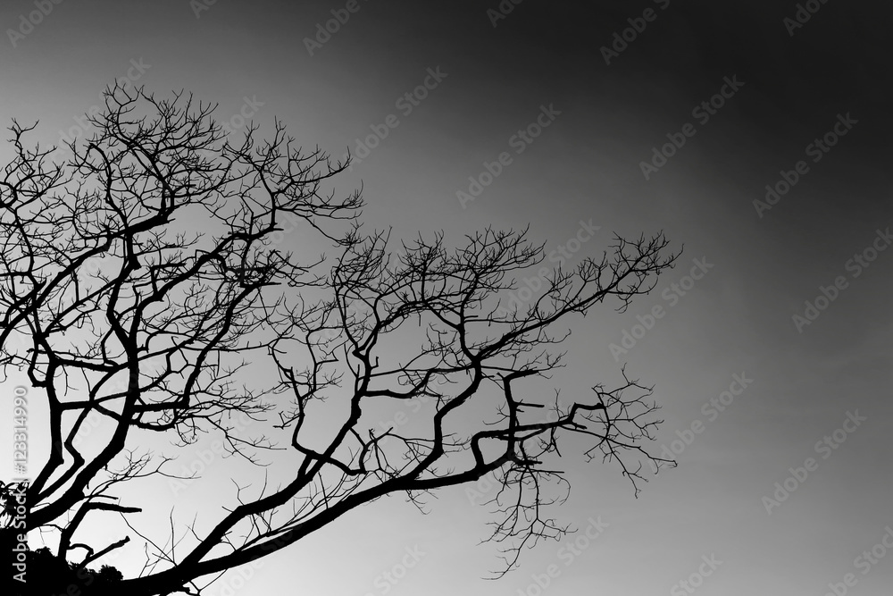 Tree darkness of Halloween Day at night Tree darkness of Halloween Day at night