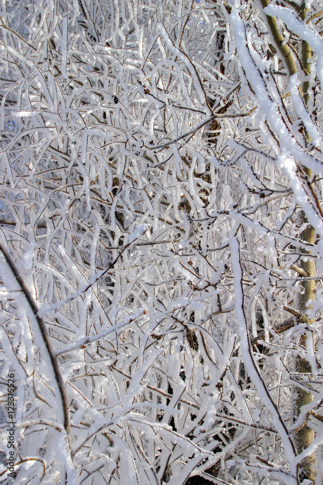 frost on the trees and bushes frost on the trees and bushes