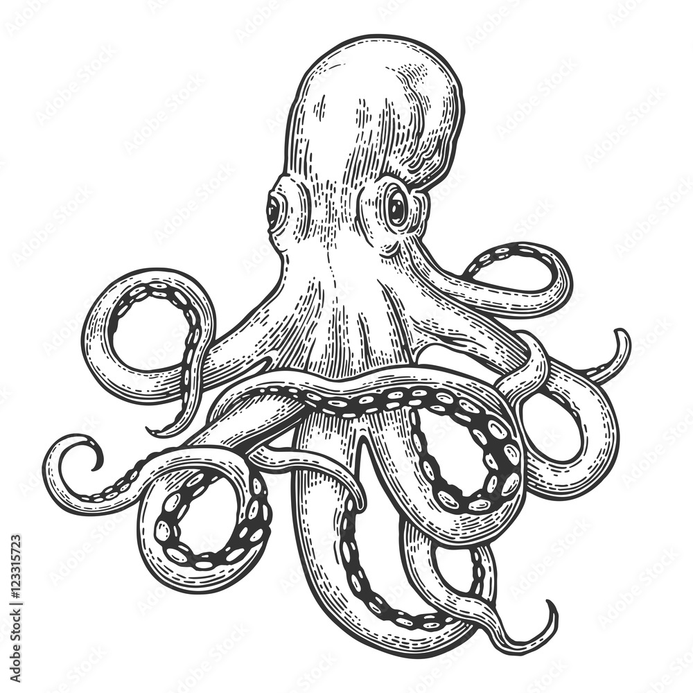 Octopus. Sea Monster Stock Vector | Adobe Stock