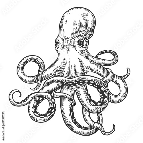 Octopus. Sea Monster