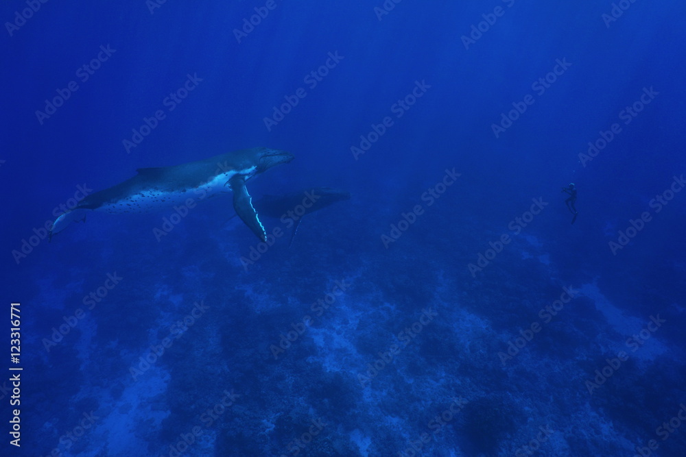 Obraz premium Two humpback whale underwater, Megaptera novaeangliae, with one man in apnea in front of them, Pacific ocean, Rurutu island, Austral archipelago, French Polynesia