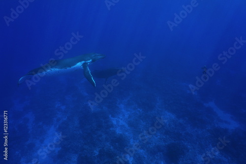 Two humpback whale underwater, Megaptera novaeangliae, with one man in apnea in front of them, Pacific ocean, Rurutu island, Austral archipelago, French Polynesia © dam