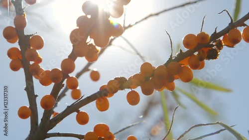 Sea buckthorn bunches in a sunshine in a garden 
