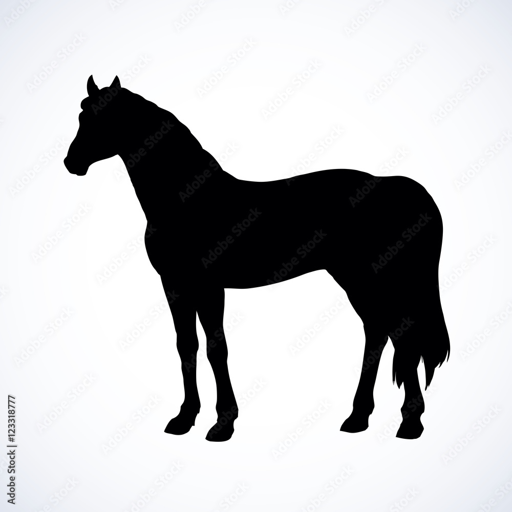 Fototapeta premium Elegant white horse. Vector drawing