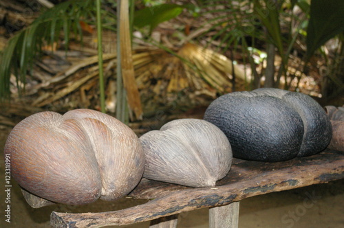 Coco de mer seychellois