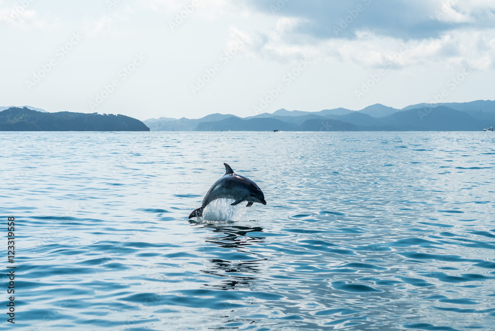 Fototapeta premium New Zealand