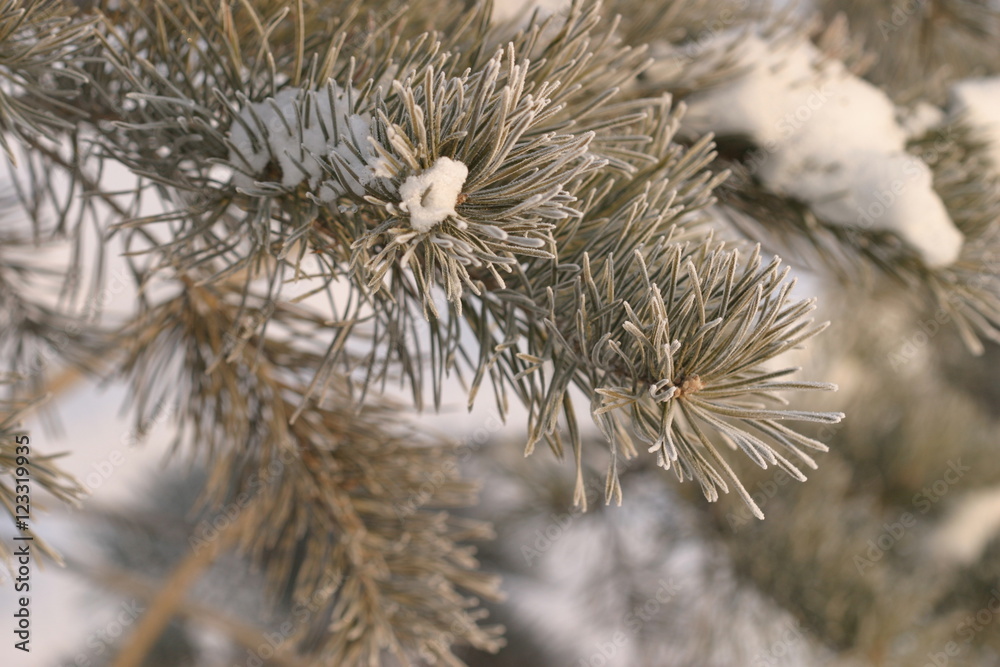 Obraz premium pine branches