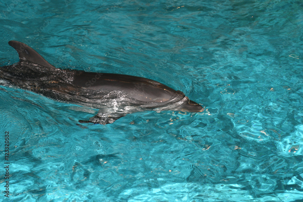 Obraz premium Dolphins