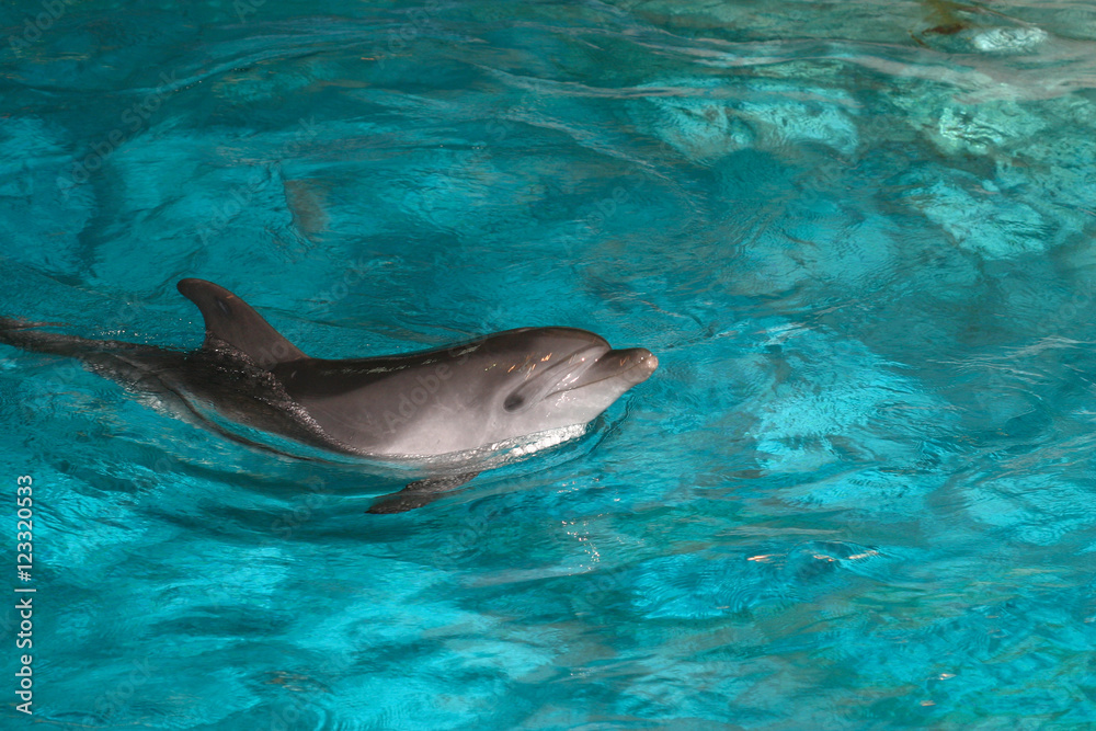 Fototapeta premium Dolphins